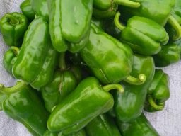 Legumes fruits &raquo; Poivron